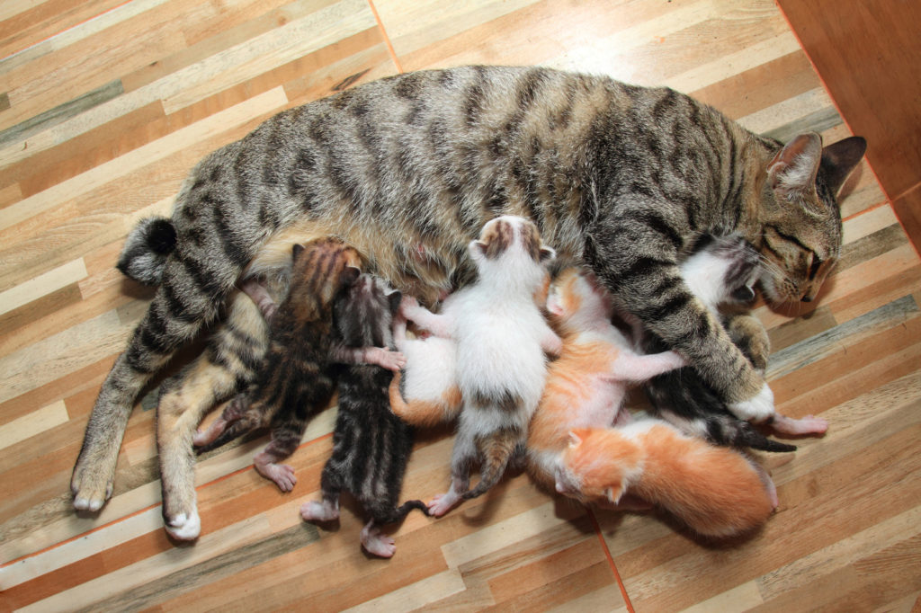 Cómo preparar a tu gato para la llegada de un bebé 3 El parto de una gata 2