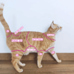 GATO