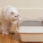 GATO ORINA FUERA