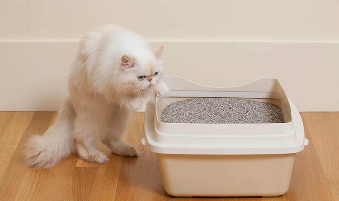 GATO ORINA FUERA