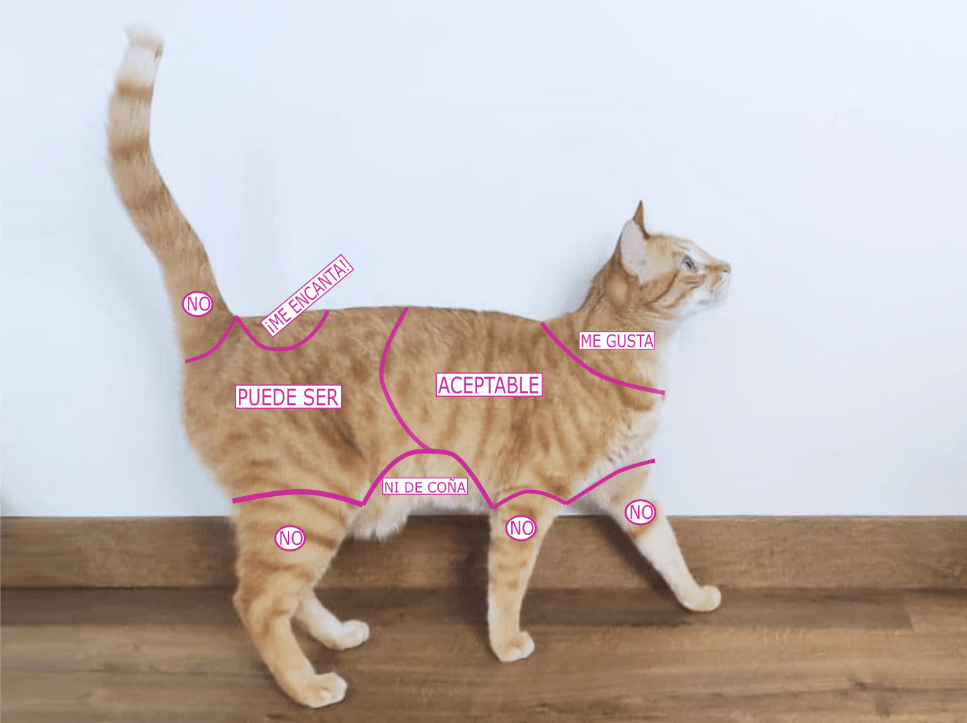 GATO