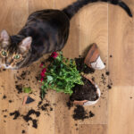 Entrenamiento positivo para gatos que atacan los objetos colgantes 5 Gatos tiran cosas
