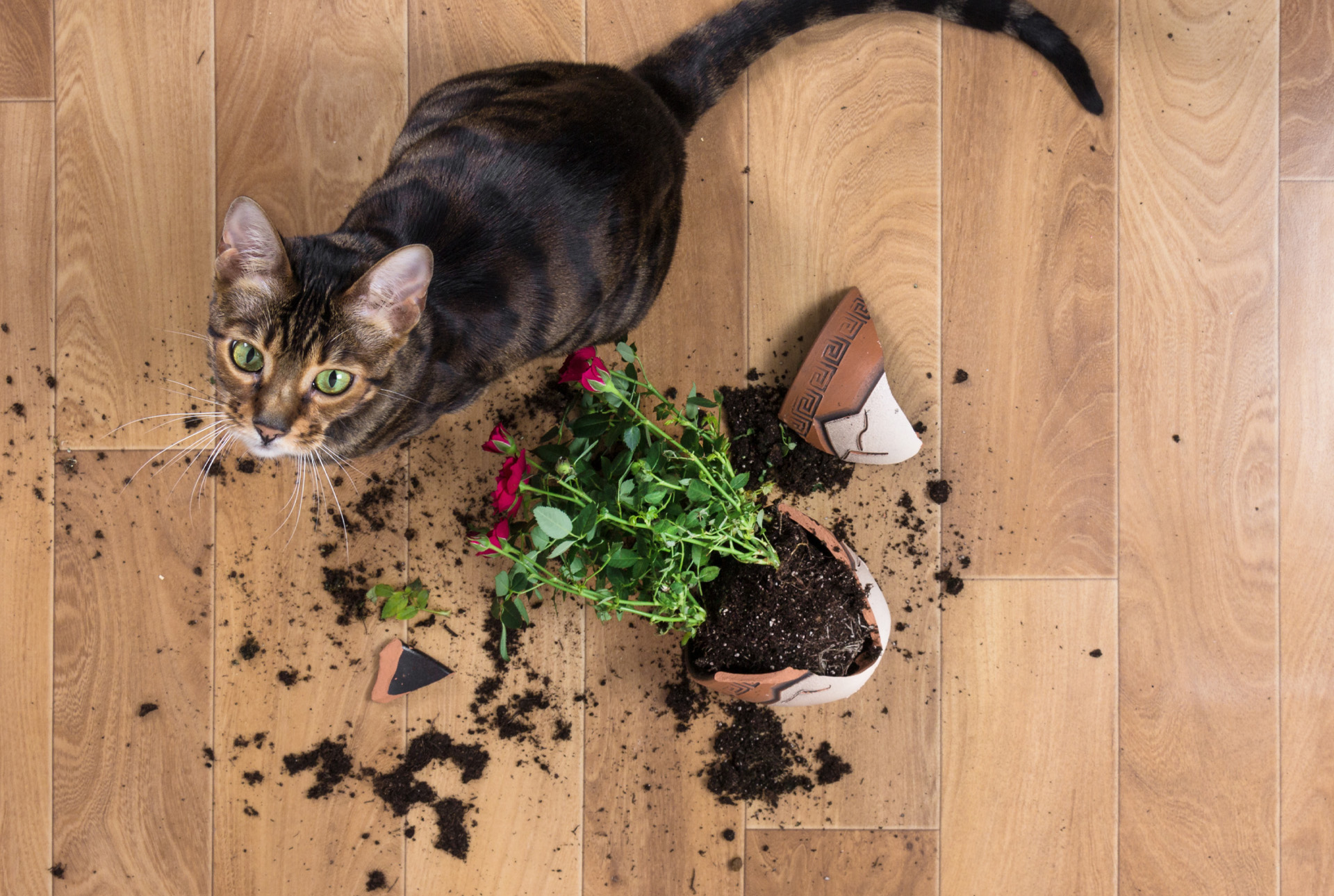 Entrenamiento positivo para gatos que atacan los objetos colgantes 1 Gatos tiran cosas