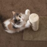 How To Stop Your Cat From Scratching the Carpet 2 2