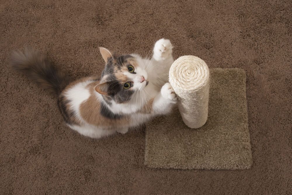 How To Stop Your Cat From Scratching the Carpet 2 2