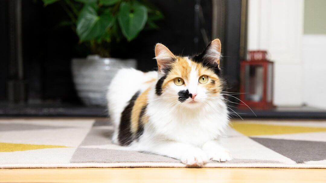 How long can you leave cat aloneTEASER