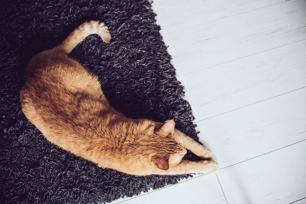 How 20To 20Stop 20Your 20Cat 20From 20Scratching 20the 20Carpet 1 2