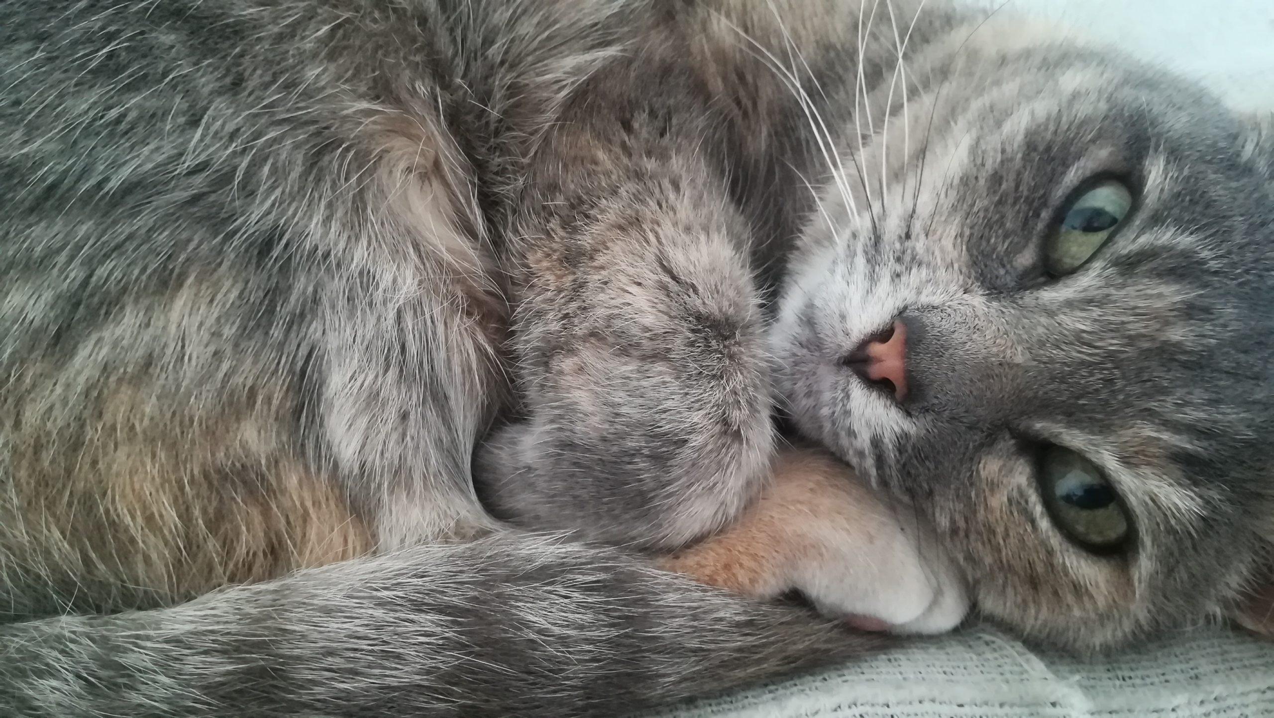 Cómo socializar a un gato tímido con otros gatos 4 IMG 20190118 120239 scaled 1