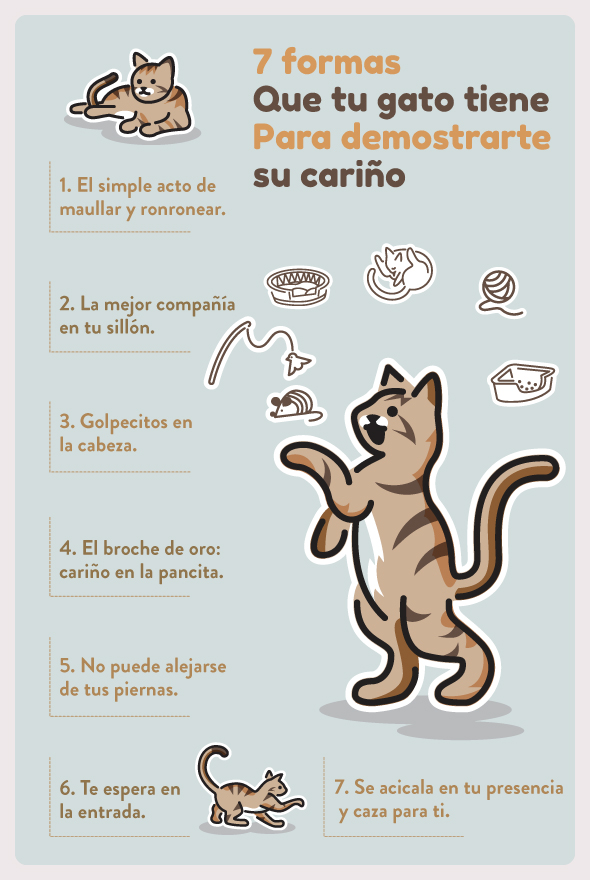 Formas creativas de premiar a tu gato durante el entrenamiento positivo 4 INFOGRAFIA GATOS