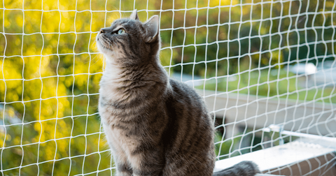Entrenamiento positivo para gatos que deben adaptarse a vivir en un balcón 3 Imagen1 0c5ba71a 0fee 4df1 a834