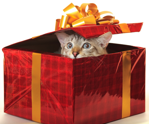 Formas creativas de premiar a tu gato durante el entrenamiento positivo 3