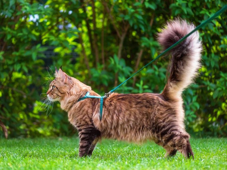 Gato 2 Pasear al gato