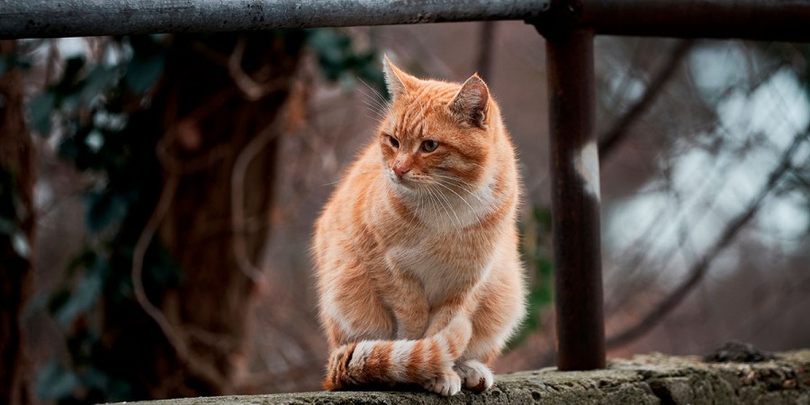 Cómo hacer que un gato arisco sea más amigable con la familia 4 Por que Mi Gato es Arisco