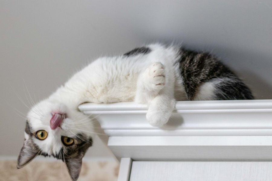 Consejos para enseñar a tu gato a no saltar a lugares altos 2 Por que los gatos necesitan subirse a sitios elevados