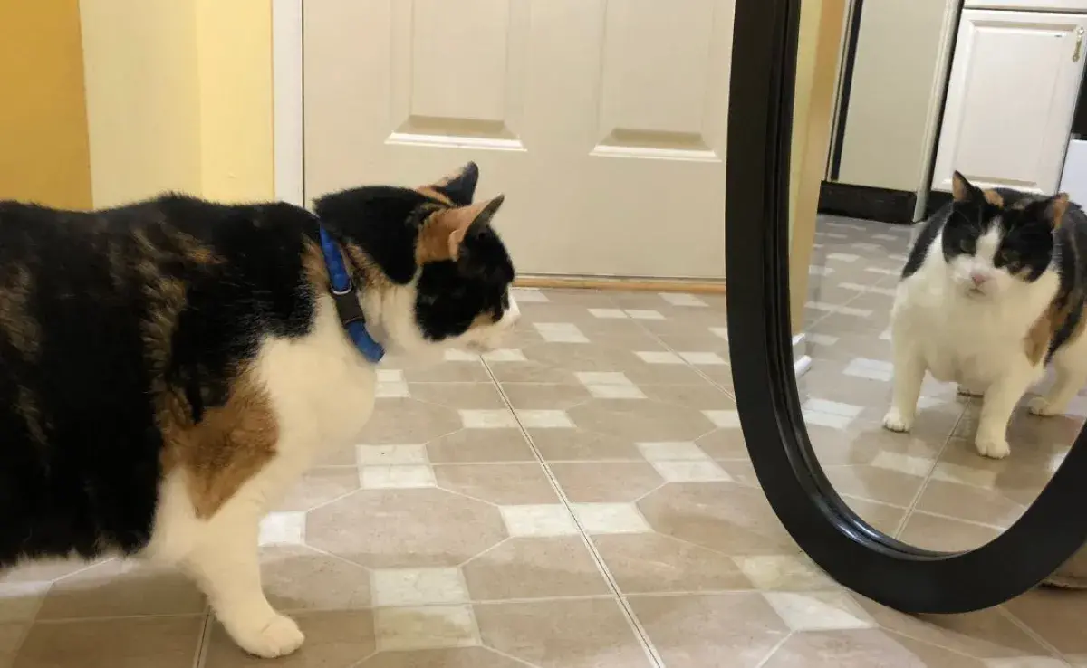 Cómo hacer que tu gato deje de arañar los espejos 2 Por que los gatos se asustan al verse en el espejo 0.jpg