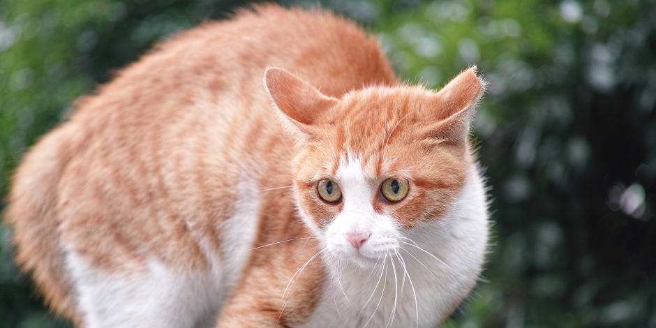 Purina sintomas de un gato estresado banner nota02