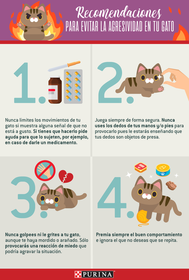 Cómo entrenar a un gato a no reaccionar agresivamente a visitas frecuentes 4 Purina como actuar si tu gato es agresivo nota infografia 1