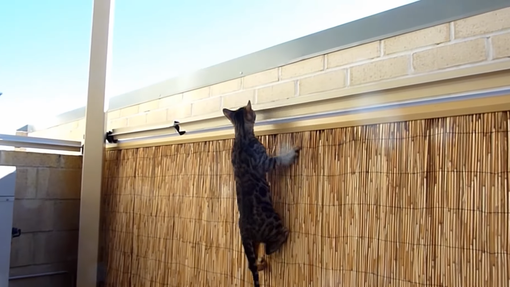 Cómo entrenar a tu gato para explorar el jardín de manera segura 4