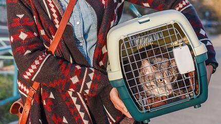 Entrenamiento positivo para gatos que viajan en autobús o tren 2 Tranquilizar a tu gato durante el viaje teaser 1