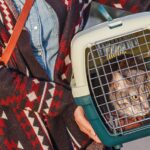 Tranquilizar a tu gato durante el viaje teaser