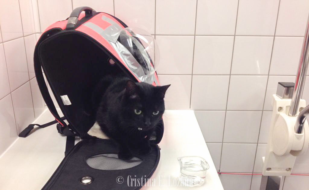 Entrenamiento positivo para gatos en viajes largos 3 Transportin homologado para viajar en avion y volar con un gato 15 1024x628 1