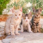 Vivir con varios gatos