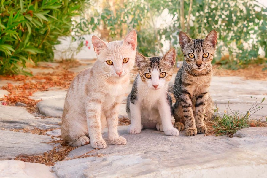 Vivir con varios gatos