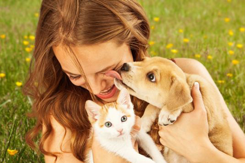 Entrenamiento positivo para mejorar la actitud de tu gato hacia perros 3