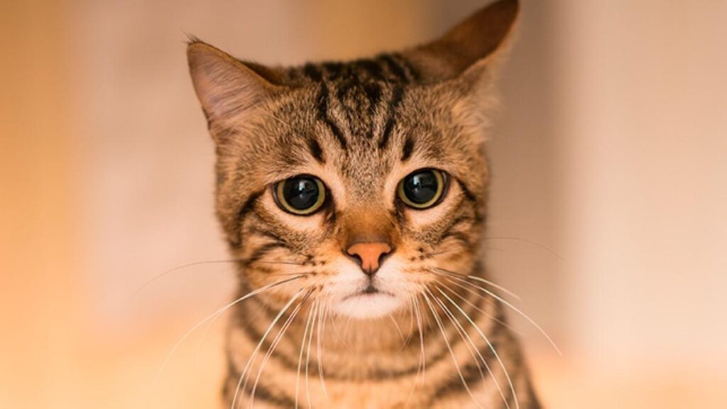 Qué hacer si tu gato se aburre durante las sesiones de entrenamiento 21 ab74aa95 3656 424c 8ca1 dce590aabb97 16 9 discover aspect ratio default 0