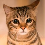 Qué hacer si tu gato se aburre durante las sesiones de entrenamiento 6 ab74aa95 3656 424c 8ca1 dce590aabb97 16 9 discover aspect ratio default 0