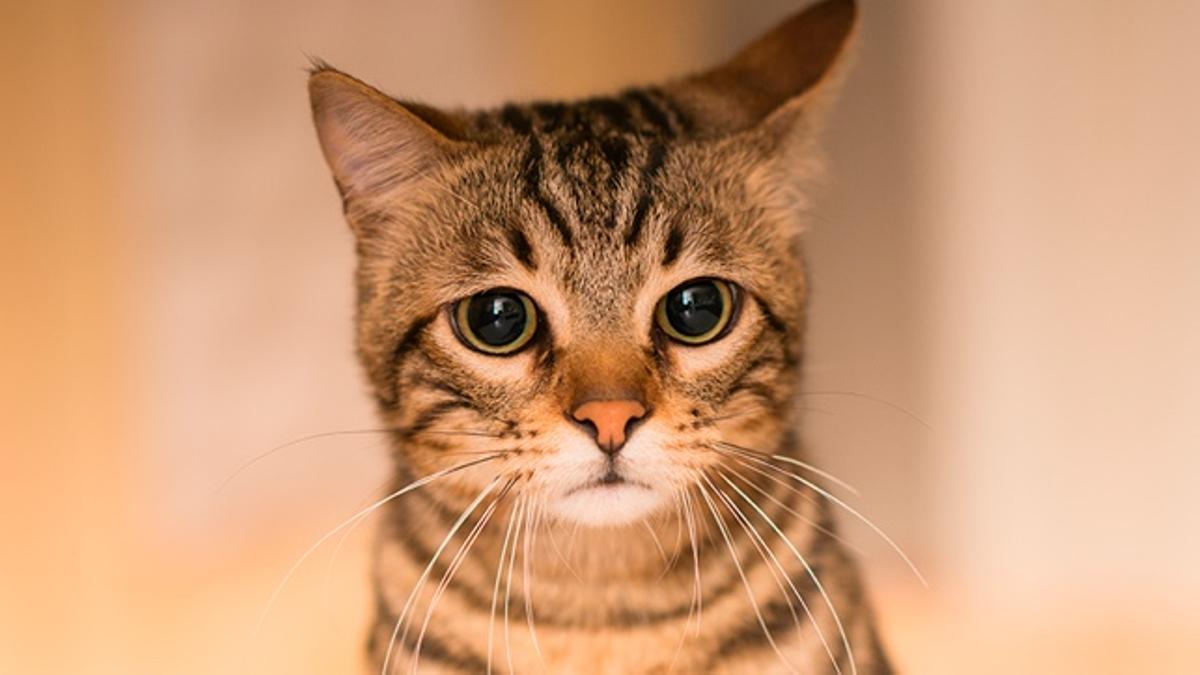 Gato 3 ab74aa95 3656 424c 8ca1 dce590aabb97 16 9 discover aspect ratio default 0