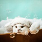 Entrenamiento positivo para gatos que temen el agua 5 agua miedo gato 0