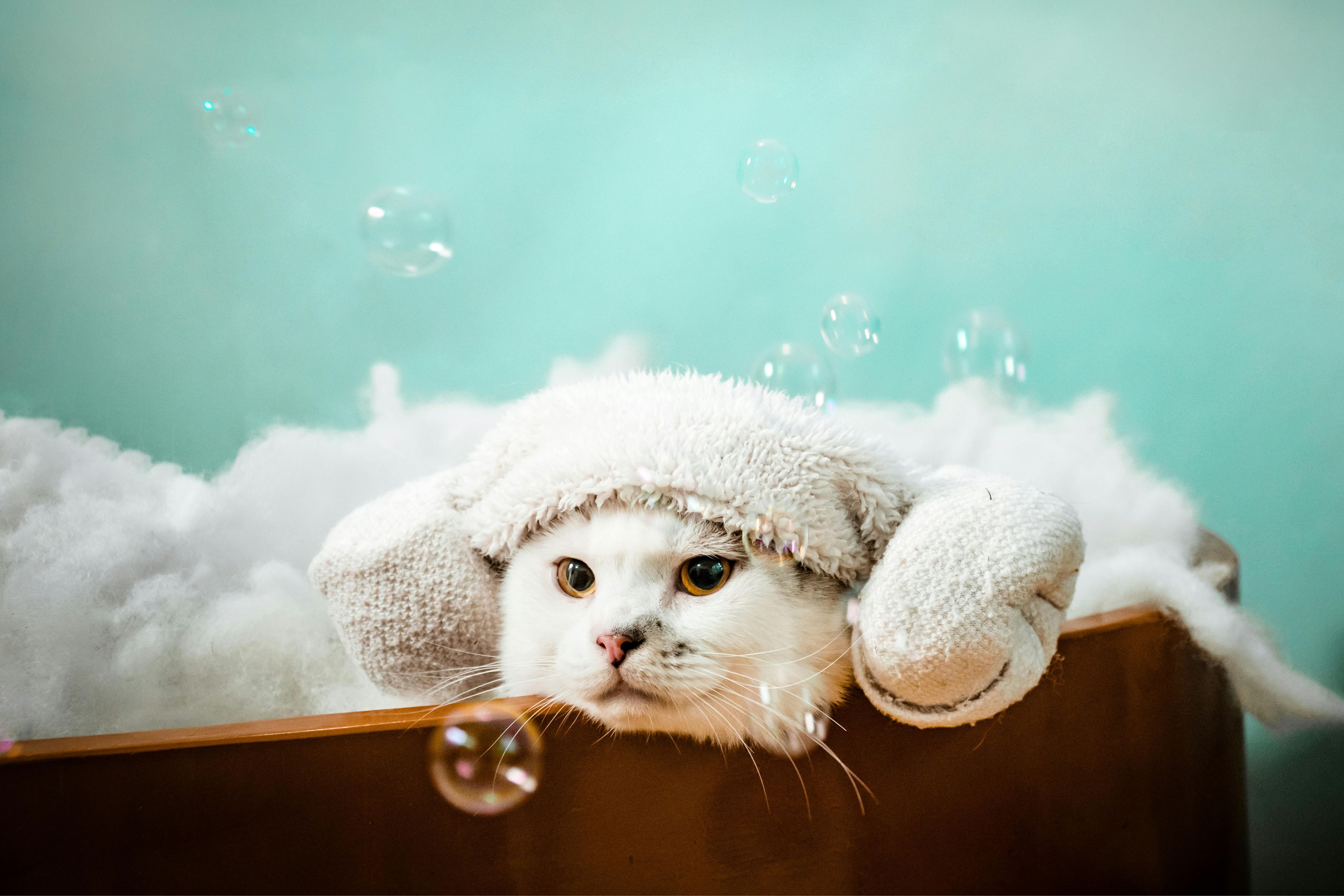 agua miedo gato 0