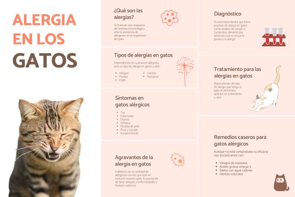 Cómo mejorar la convivencia entre gatos y personas con alergias 2 alergia en gatos sintomas y tratamiento 20105 600