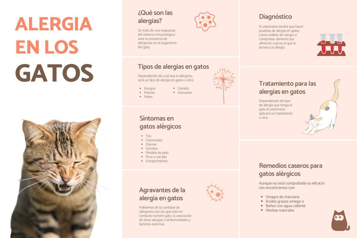 Cómo mejorar la convivencia entre gatos y personas con alergias 4 alergia en gatos sintomas y tratamiento 20105 orig