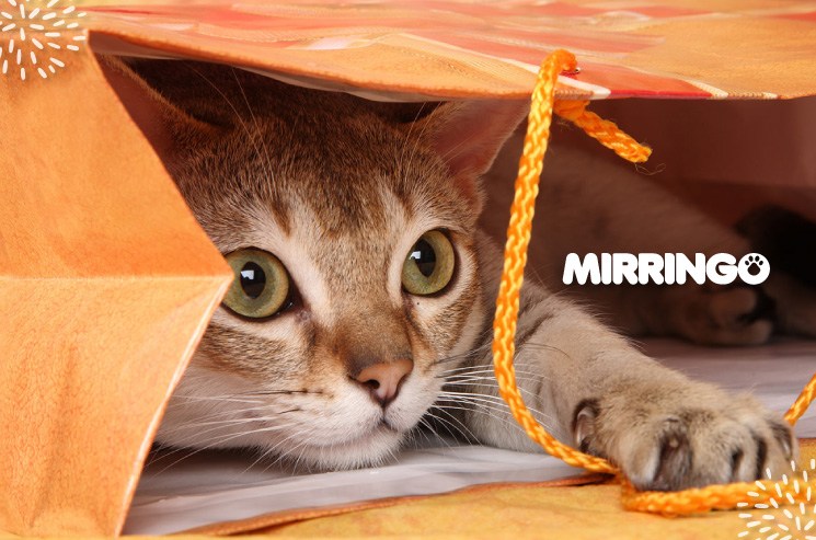 banner interna gato timido compressed