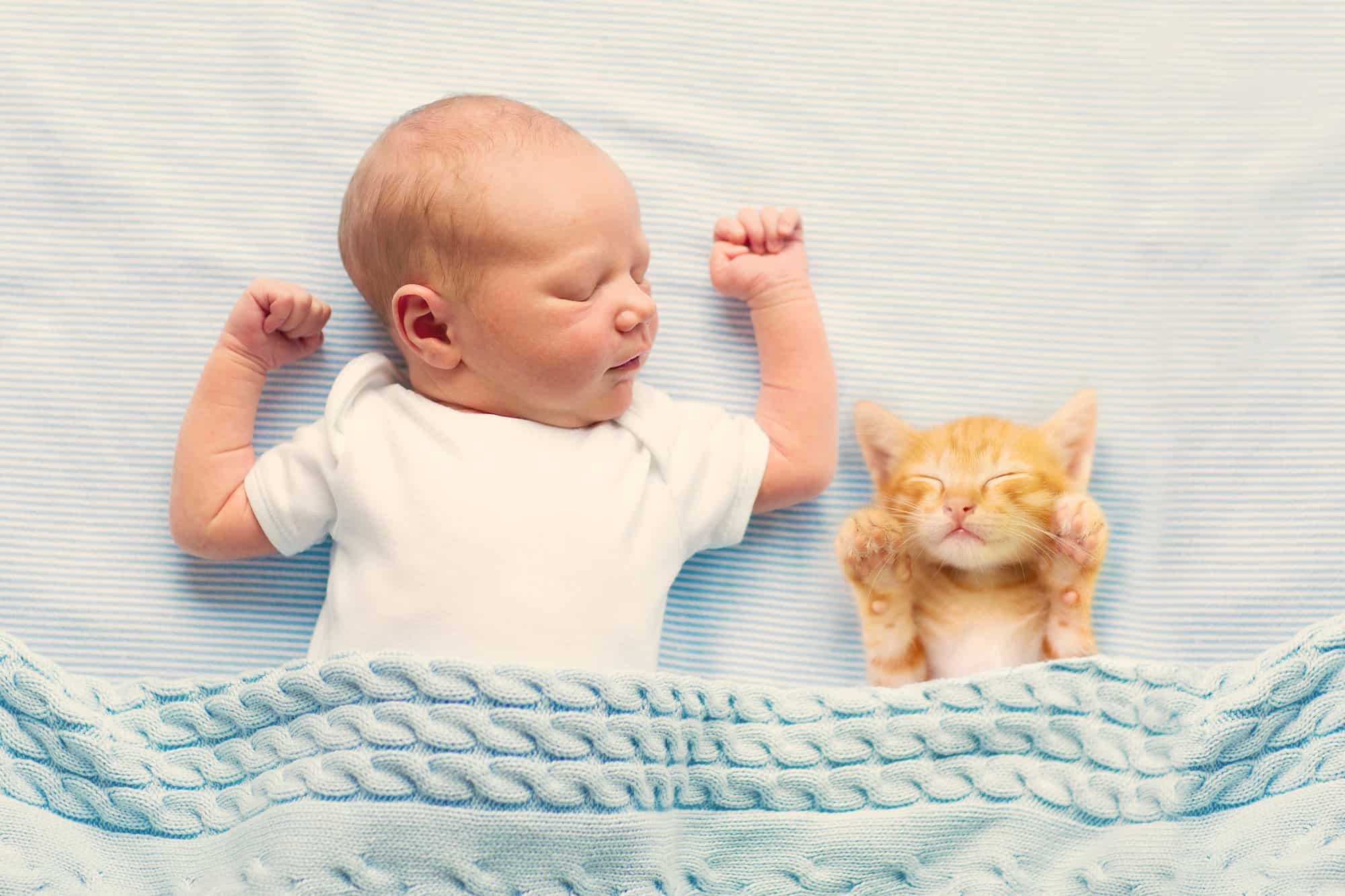 bebes y gatos 4 scaled 1