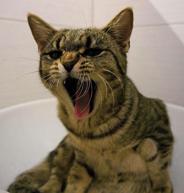Gato 6 calmar a un gato agresivo 22140 orig