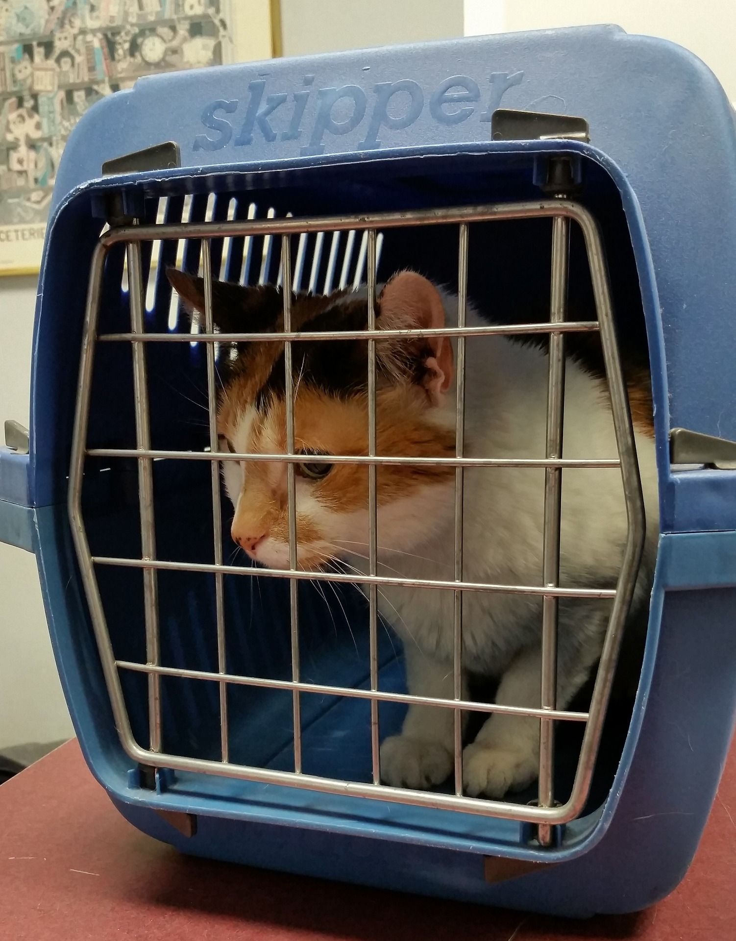 cat 1815872 1920 1