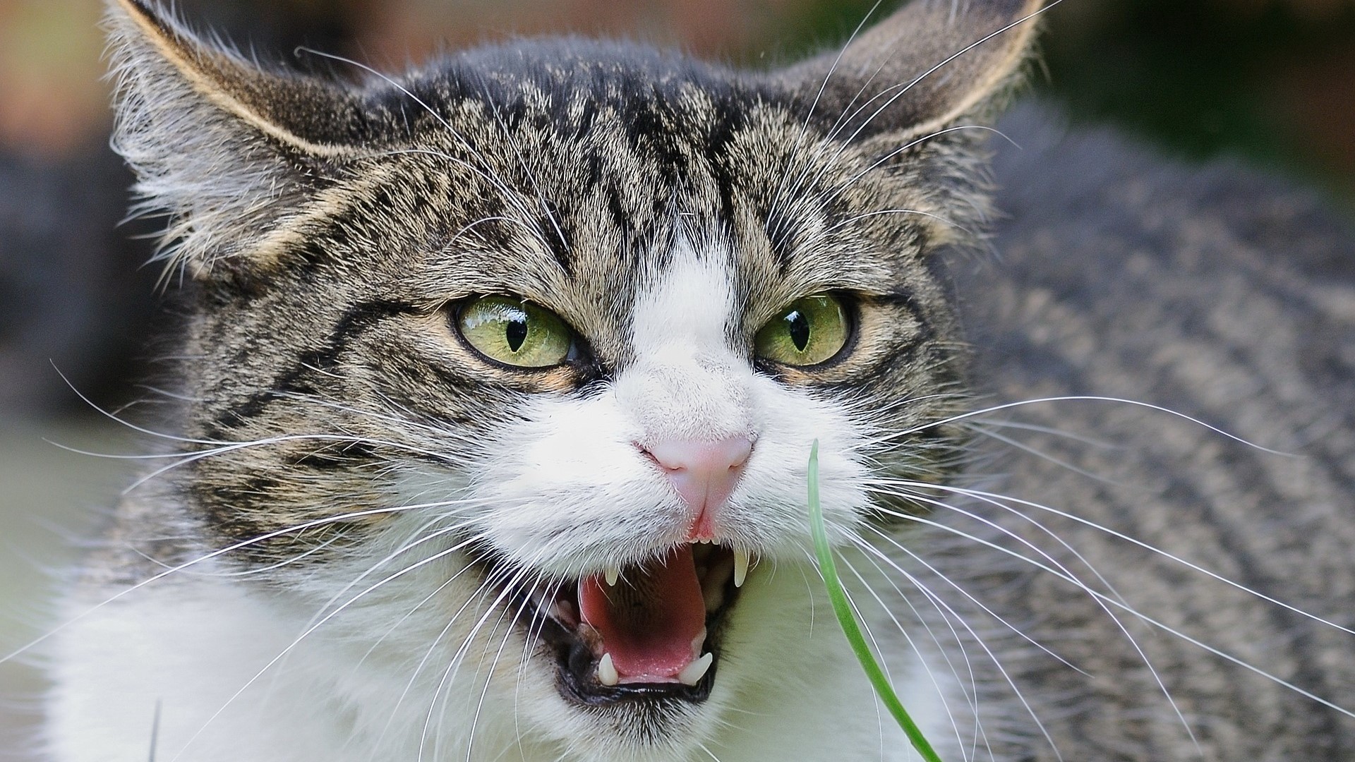 cat 1865538 1920