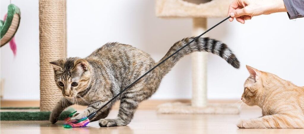 Cómo estructurar sesiones de entrenamiento cortas y efectivas para gatos 11 cat playing