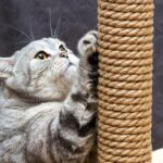 cat scratching