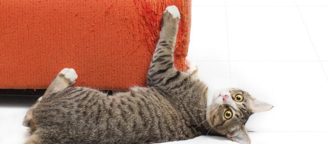 cat scratching a couch