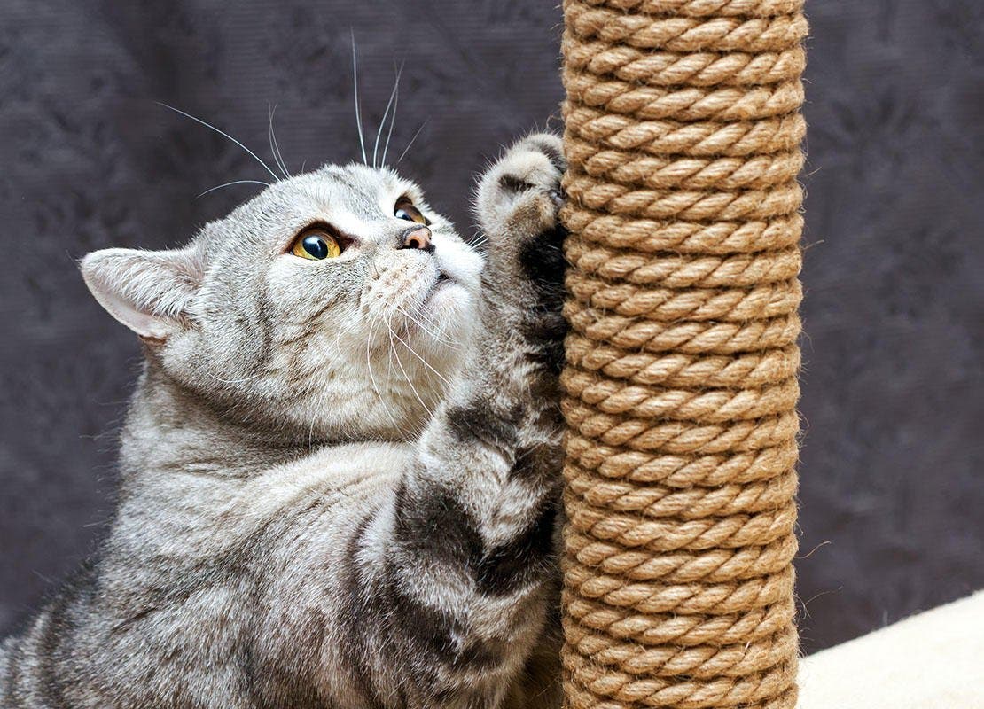 cat scratching