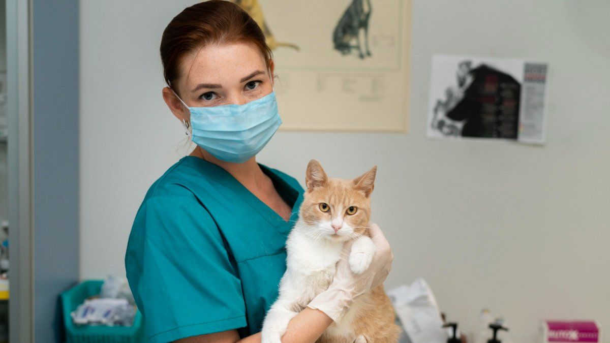 close up on veterinarian taking care of catjpg