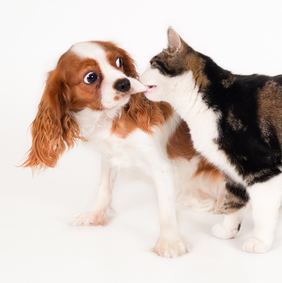 closeup shot of cute dog playing with cat and isolated on white background Grande
