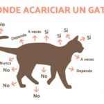 como acariciar a tu gatito 2