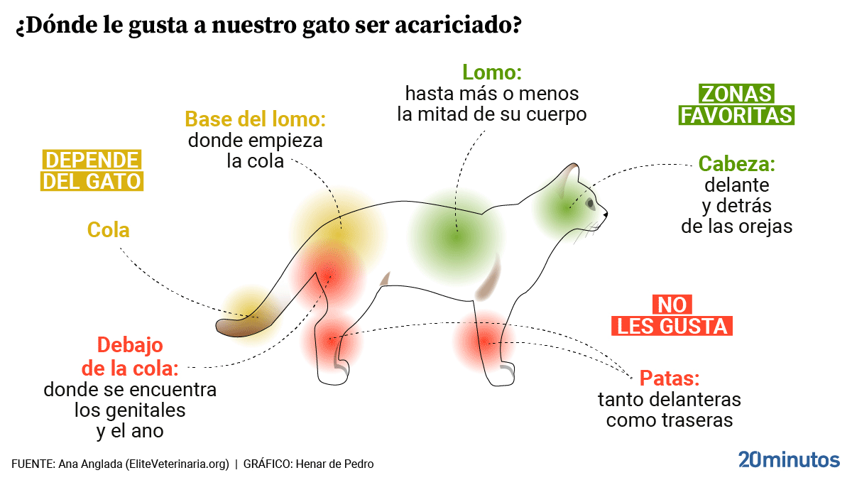 Cómo enseñar a tu gato a tocar la mano con entrenamiento positivo 2 como acariciar a un gato