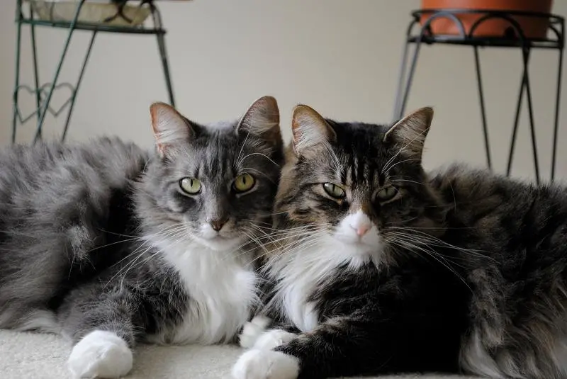 como adaptar un gato adulto a un gato bebe