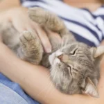 Cómo hacer que un gato arisco sea más amigable con la familia 5 como animar a un gato a ser mas carinoso